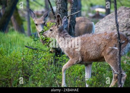 Gros plan sur le cerf de Mule qui accélère son manteau d'hiver et se nourrit dans le parc national de Yellowstone. Banque D'Images