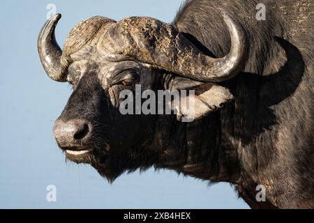 Cape Buffalo dans un point d'eau dans la réserve naturelle de Timbavati en Afrique du Sud Banque D'Images