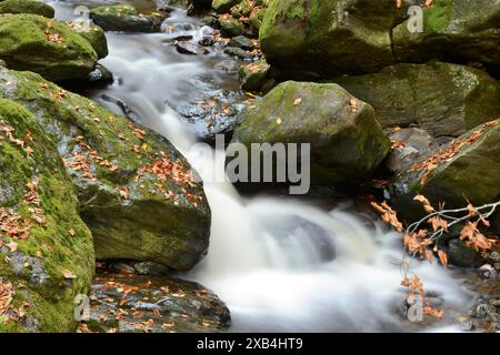 Une petite cascade coulant entre des pierres couvertes de mousse, entourée de feuillage d'automne, le parc national de la forêt bavaroise Banque D'Images