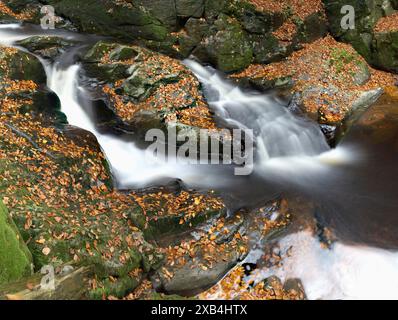 Petite cascade dans un ruisseau, entourée de rochers couverts de mousse et de feuilles d'automne, parc national de la forêt bavaroise Banque D'Images