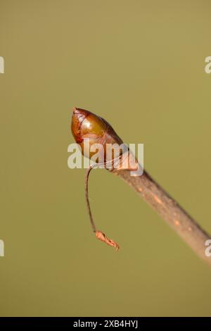 Gros plan du bourgeon d'érable norvégien (Acer platanoides) en automne Banque D'Images