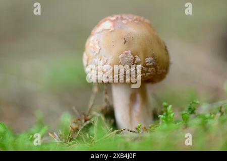 Gros plan d'un fard à joues (Amanita rubescens) dans une forêt Banque D'Images