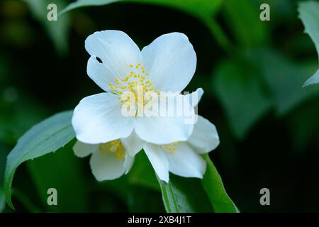 Gros plan de la douce fausse orange (Philadelphus coronarius) fleurit dans un jardin au printemps, Bavière, Allemagne Banque D'Images