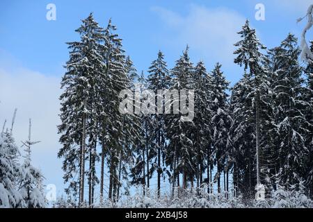 De grands arbres couverts de neige se dressent contre un ciel bleu clair dans une forêt d'hiver calme, épicéa de Norvège (Picea abies), Bavière Banque D'Images