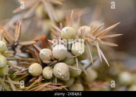 Gros plan des fruits d'un genévrier commun (Juniperus communis) Banque D'Images