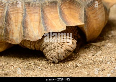 Gros plan sur les pieds d'une tortue géante des Galapagos (Chelonoidis Niger) Banque D'Images