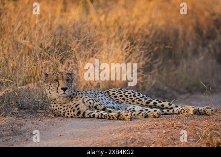 Belle guépard femelle du sud-est africain (Acinonyx jubatus jubatus) se prélassant au bord de la route dans la réserve naturelle privée de Timbavati, Afrique du Sud Banque D'Images