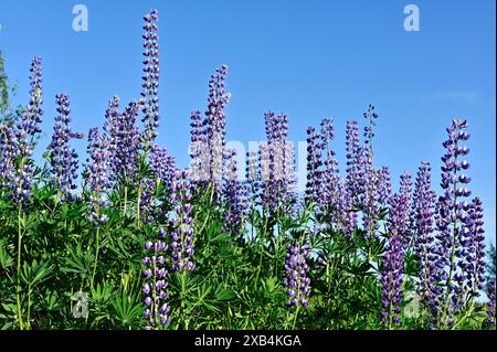 Lupins fleuris sur le bord de la route en été en Finlande Banque D'Images