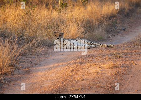 Belle guépard femelle du sud-est africain (Acinonyx jubatus jubatus) se prélassant au bord de la route dans la réserve naturelle privée de Timbavati, Afrique du Sud Banque D'Images