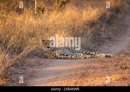 Belle guépard femelle du sud-est africain (Acinonyx jubatus jubatus) se prélassant au bord de la route dans la réserve naturelle privée de Timbavati, Afrique du Sud Banque D'Images