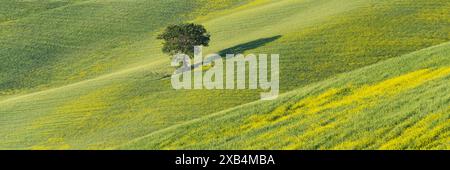 Mûrier (Morus) dans un champ avec balai jaune à fleurs (Genista tinctoria), Toscane, Italie Banque D'Images