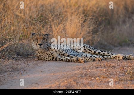 Belle guépard femelle du sud-est africain (Acinonyx jubatus jubatus) se prélassant au bord de la route dans la réserve naturelle privée de Timbavati, Afrique du Sud Banque D'Images