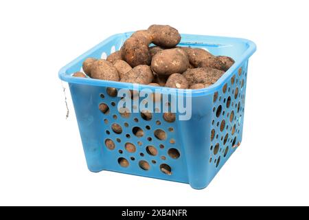 Plan horizontal d'un panier en plastique bleu de pommes de terre cultivées maison isolé sur blanc. Banque D'Images