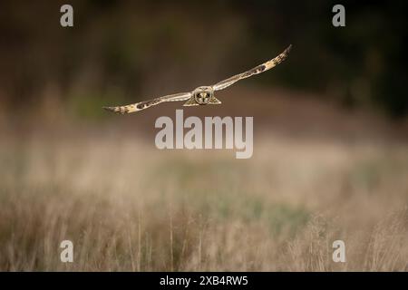 Hibou moyen court en vol Banque D'Images