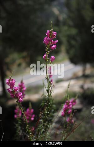 Grand Snapdragon, en latin Antirrhinum Majusa de la famille des Plantaginaceae, une fleur sauvage, prise dans la forêt de Jérusalem, Jérusalem Banque D'Images