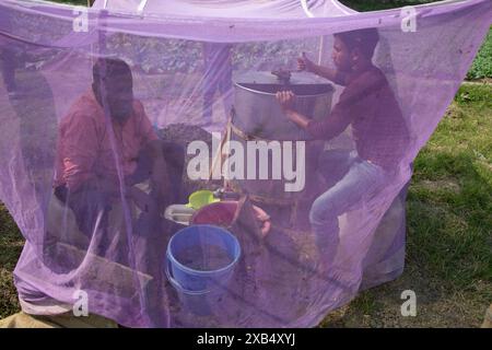 Agriculteurs travaillant dans une ferme d'abeilles mellifères sur un champ de moutarde à Sirajdikhan à Munshiganj, au Bangladesh. Banque D'Images