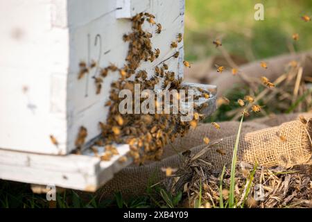 Abeilles mellifères entrant et sortant de ruches d'apiculture commerciale dans un champ de moutarde à Shirajdikhan, Munshiganj. Banque D'Images