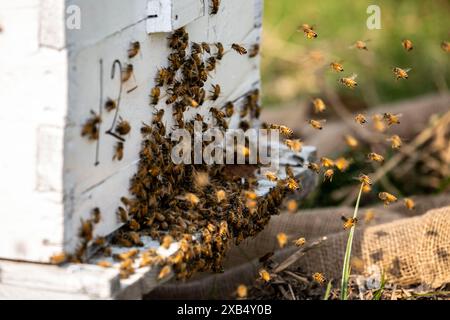 Abeilles mellifères entrant et sortant de ruches d'apiculture commerciale dans un champ de moutarde à Shirajdikhan, Munshiganj. Banque D'Images