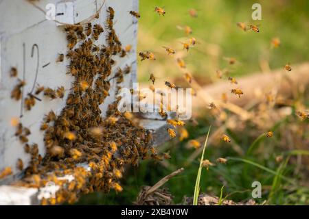 Abeilles mellifères entrant et sortant de ruches d'apiculture commerciale dans un champ de moutarde à Shirajdikhan, Munshiganj. Banque D'Images