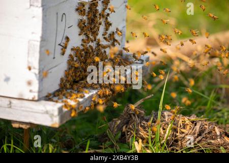 Abeilles mellifères entrant et sortant de ruches d'apiculture commerciale dans un champ de moutarde à Shirajdikhan, Munshiganj. Banque D'Images