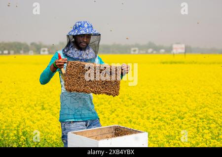 Un apiculteur tenant un cadre rempli de couvain d'abeilles à miel coiffé dans un champ de moutarde à Shirajdikhan, Munshiganj, Bangladesh. Banque D'Images