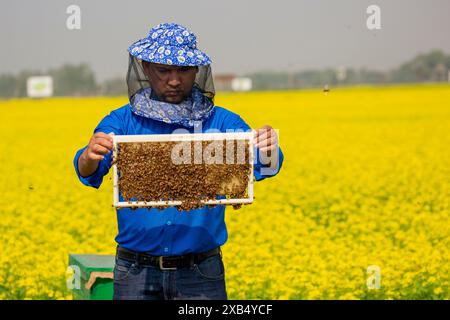Un apiculteur tenant un cadre rempli de couvain d'abeilles à miel coiffé dans un champ de moutarde à Shirajdikhan, Munshiganj, Bangladesh. Banque D'Images