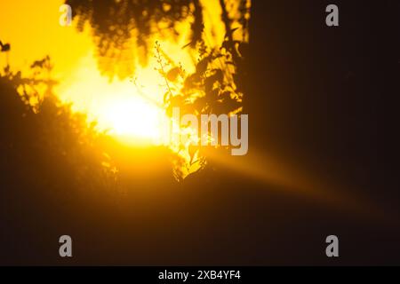 Une photographie captivante capturant l'intense lueur dorée du soleil couchant qui filtre à travers les feuilles et les branches. Les teintes riches et chaudes créent. Banque D'Images