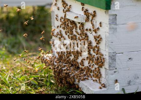 Abeilles mellifères entrant et sortant de ruches d'apiculture commerciale dans un champ de moutarde à Shirajdikhan, Munshiganj. Banque D'Images