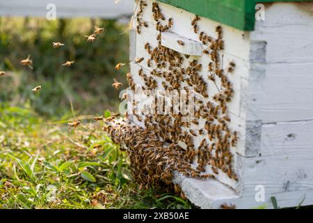 Abeilles mellifères entrant et sortant de ruches d'apiculture commerciale dans un champ de moutarde à Shirajdikhan, Munshiganj. Banque D'Images