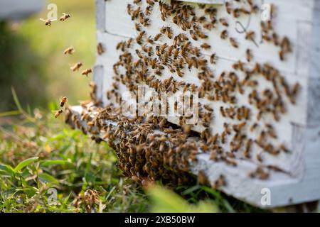 Abeilles mellifères entrant et sortant de ruches d'apiculture commerciale dans un champ de moutarde à Shirajdikhan, Munshiganj. Banque D'Images