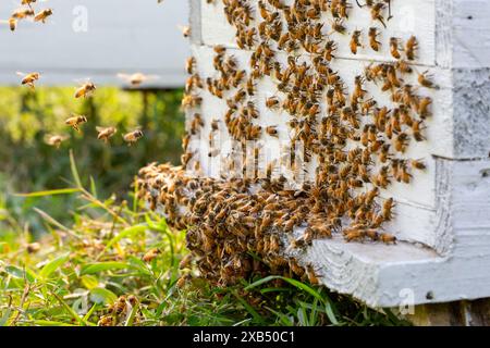 Abeilles mellifères entrant et sortant de ruches d'apiculture commerciale dans un champ de moutarde à Shirajdikhan, Munshiganj. Banque D'Images