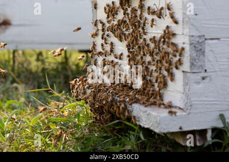 Abeilles mellifères entrant et sortant de ruches d'apiculture commerciale dans un champ de moutarde à Shirajdikhan, Munshiganj. Banque D'Images