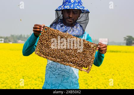 Un apiculteur tenant un cadre rempli de couvain d'abeilles à miel coiffé dans un champ de moutarde à Shirajdikhan, Munshiganj, Bangladesh. Banque D'Images