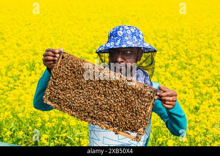 Un apiculteur tenant un cadre rempli de couvain d'abeilles à miel coiffé dans un champ de moutarde à Shirajdikhan, Munshiganj, Bangladesh. Banque D'Images