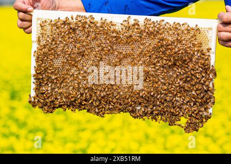 Un apiculteur tenant un cadre rempli de couvain d'abeilles à miel coiffé dans un champ de moutarde à Shirajdikhan, Munshiganj, Bangladesh. Banque D'Images