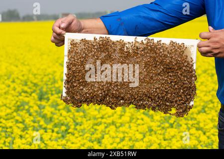 Un apiculteur tenant un cadre rempli de couvain d'abeilles à miel coiffé dans un champ de moutarde à Shirajdikhan, Munshiganj, Bangladesh. Banque D'Images