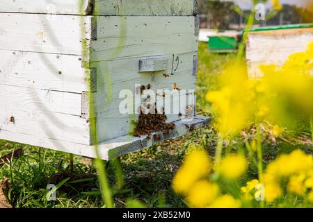 Abeilles mellifères entrant et sortant de ruches d'apiculture commerciale dans un champ de moutarde à Shirajdikhan, Munshiganj. Banque D'Images