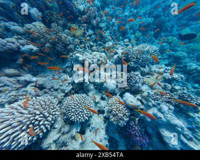 Jewel Fairy Basslet ou Red Sea Goldfish à Beacon Rock Reef en Égypte Banque D'Images