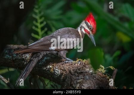 Pileated Woodpecker sur une bûche Banque D'Images