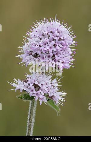 Menthe d'eau, Mentha aquatica, gros plan de l'épi de fleur, Norfolk, Angleterre Banque D'Images