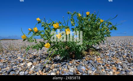 Coquelicot à cornes jaunes, Glaucium flavum, plante à fleurs poussant sur une plage de galets Norfolk juin Banque D'Images