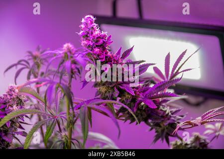 Plantes de marijuana à fleurs, cultivées en intérieur. Banque D'Images