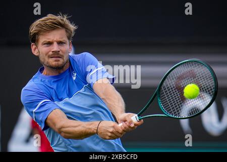 'S-HERTOGENBOSCH, PAYS-BAS - 10 JUIN : David Goffin de Belgique joue un revers dans son match de premier tour masculin en simple contre Luca Nardi d'Italie le jour 1 des Championnats Libema Open Grass court à l'Autotron le 10 juin 2024 à 's-Hertogenbosch, pays-Bas (photo de Rene Nijhuis/BSR Agency) crédit: BSR Agency/Alamy Live News Banque D'Images