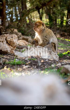 Singe avec bébé dans la forêt de cèdres d'Ifrane, Maroc Banque D'Images