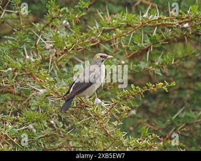 Wattled Starling (Creatophora cinerea) plumage non reproductif perché sur une branche d'acacia épineux dans le parc national de Nyerere, Tanzanie, Afrique Banque D'Images