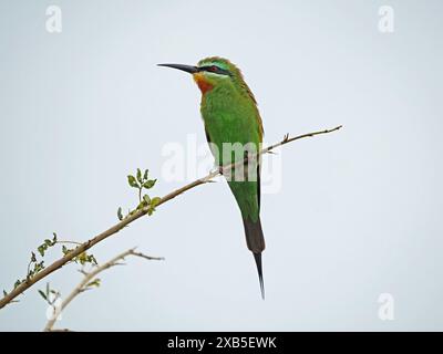 Portrait détaillé d'un mangeur d'abeilles à joues bleues (Merops persicus) perché sur une branche dans le parc national de Nyerere, Tanzanie Banque D'Images