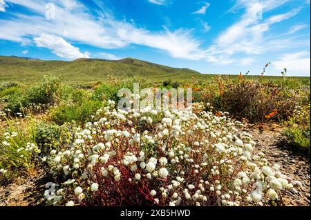 Fleurs sauvages en coussinet de galets blancs ; Chaenactis carphoclinia ; Emigrant Pass ; Death Valley National Park ; Californie ; États-Unis Banque D'Images