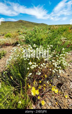 Fleurs sauvages en coussinet de galets blancs ; Chaenactis carphoclinia ; Yellow Desert Gold ; Emigrant Pass ; Death Valley National Park ; Californie ; États-Unis Banque D'Images