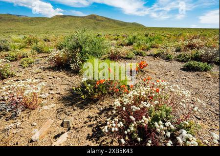 Fleurs sauvages en coussinet de galets blancs ; Chaenactis carphoclinia ; Emigrant Pass ; Death Valley National Park ; Californie ; États-Unis Banque D'Images