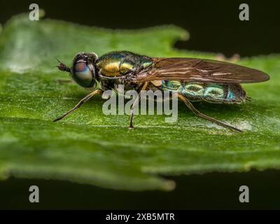 Gros plan de Broad Centurion Fly assis sur une feuille verte Banque D'Images